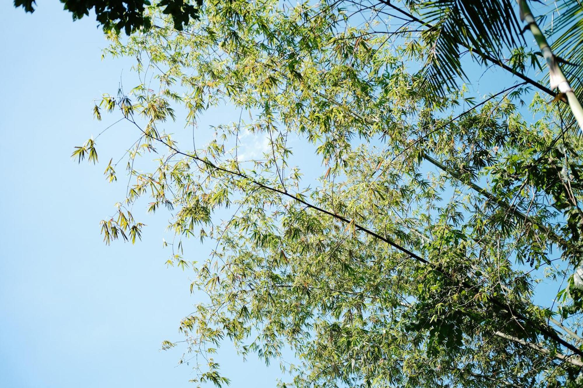 Treehouse De Valentine Villa Balamban Luaran gambar